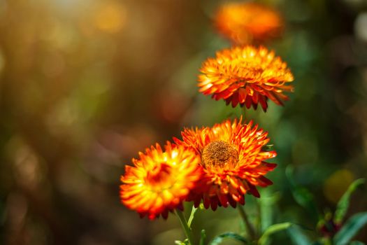 Straw flower of colourful beautiful on green grass nature in a spring garden. 