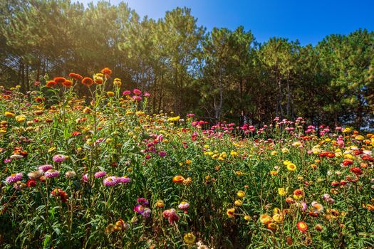 Straw flower of colourful beautiful on green grass nature in the garden with cliff of mountains at Phuhinrongkla National Park Nakhon Thai District in Phitsanulok, Thailand.