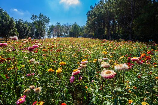 Straw flower of colourful beautiful on green grass nature in the garden with cliff of mountains at Phuhinrongkla National Park Nakhon Thai District in Phitsanulok, Thailand.