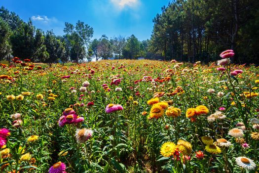 Straw flower of colourful beautiful on green grass nature in the garden with cliff of mountains at Phuhinrongkla National Park Nakhon Thai District in Phitsanulok, Thailand.