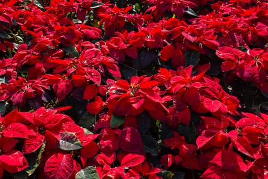 Red Poinsettia flower or Euphorbia Pulcherrimaon of red Christmas background in the garden.