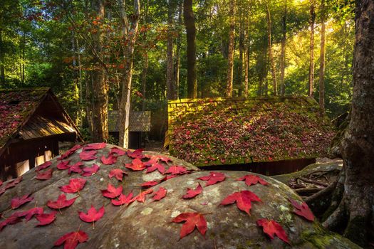 Maple leaf on the green moss of Old hut wooden political and military school at Phuhinrongkla National Park Nakhon Thai District in Phitsanulok, Thailand.