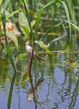 Eurasian reed warbler acrocephalus scirpaceus stood in grass reeds of river bank wetland