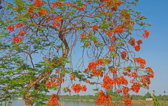 Orange carob tree ceratonia siliqua flowers against blue sky and large river background