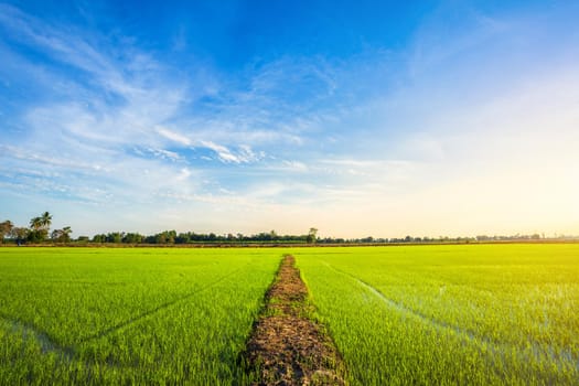 Beautiful green cornfield with sunset sky background.