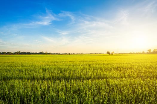 Beautiful green cornfield with sunset sky background.