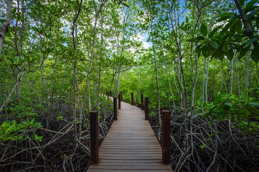 bridge wooden walking way in The forest mangrove in Chanthaburi Thailand.