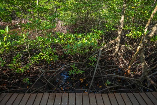 bridge wooden walking way in The forest mangrove in Chanthaburi Thailand.