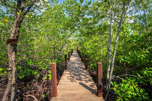 bridge wooden walking way in The forest mangrove in Chanthaburi Thailand.