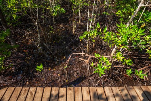 bridge wooden walking way in The forest mangrove in Chanthaburi Thailand.