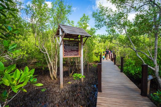 bridge wooden walking way in The forest mangrove in Chanthaburi Thailand.