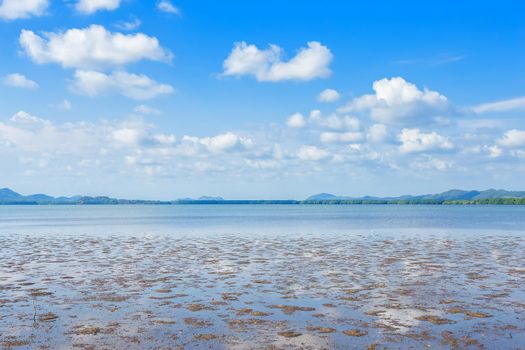 The forest mangrove and the sea the horizon in Chanthaburi Thailand.