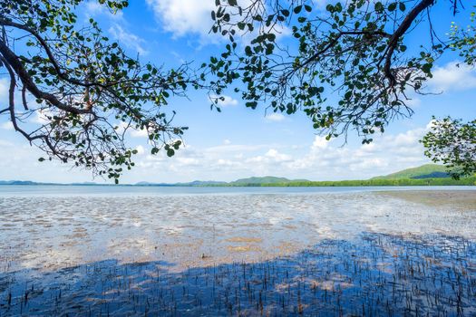 The forest mangrove and the sea the horizon in Chanthaburi Thailand.