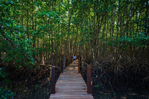 bridge wooden walking way in The forest mangrove in Chanthaburi Thailand.