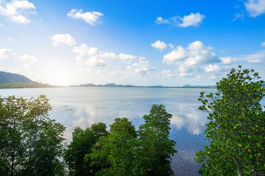 The forest mangrove and the sea the horizon in Chon Buri province,Thailand.