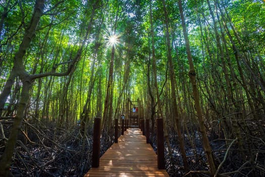 bridge wooden walking way in The forest mangrove in Chanthaburi Thailand.