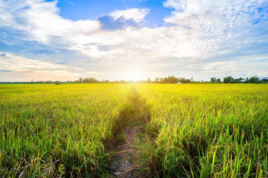 Beautiful green cornfield with sunset sky background.