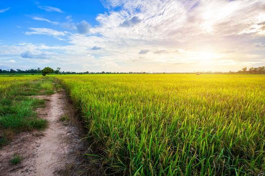 Beautiful green cornfield with sunset sky background.