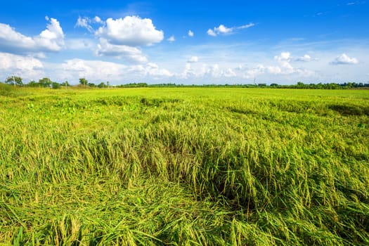 Beautiful green cornfield with fluffy clouds sky background.