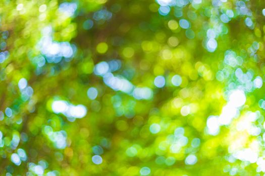 green bokeh background with circles. Summer abstract theme.