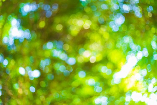 green bokeh background with circles. Summer abstract theme.