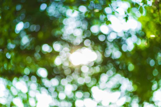 green bokeh background with circles. Summer abstract theme.