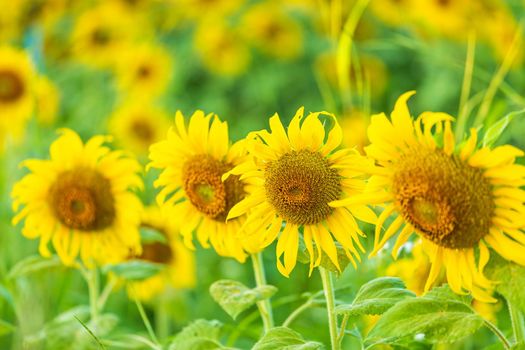 close-up view of sunflower fields green grass background.