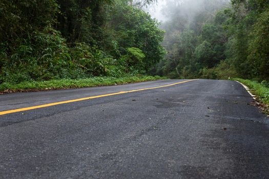 Road in with nature forest and foggy road  of Rain forest.