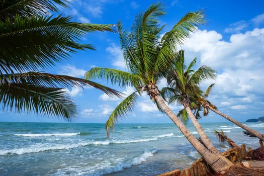 Beautiful daytime over Coconut tree with the sea the horizon at Hat chao lao beach in Chanthaburi Thailand.