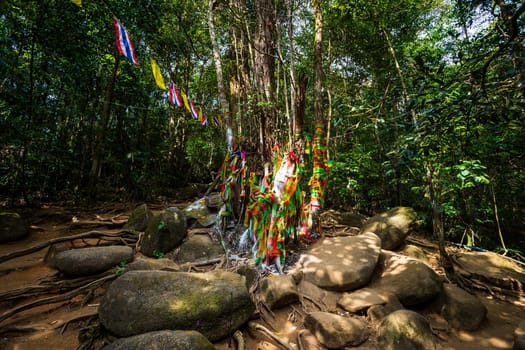 Sacred tree On the way up at The stone with the footprint of Lord Buddha at Khitchakut mountain It is a major tourist attraction Chanthaburi, Thailand.