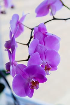 Houseplant purple orchid flower on the background of the window. Close-up.
