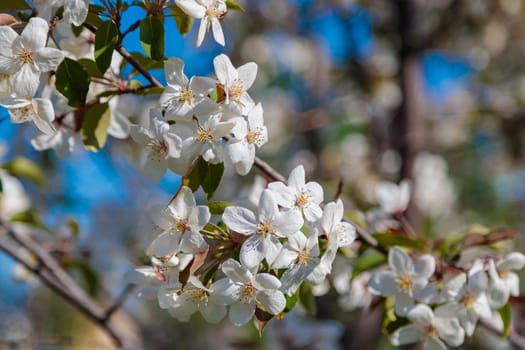 Blooming wild apple tree with pink and white flowers. Close-up.