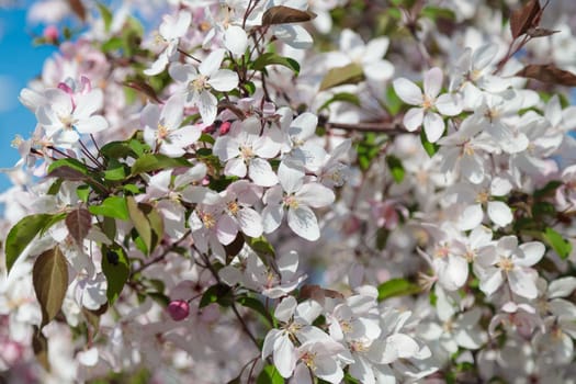 Blooming wild apple tree with pink and white flowers. Close-up.