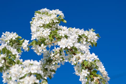 Blooming wild apple tree with pink and white flowers. Close-up.