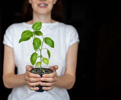 A girl in a white T-shirt is holding a pot with a green basil plant. Growing seedlings at home. Delicious and healthy food for salad at home.