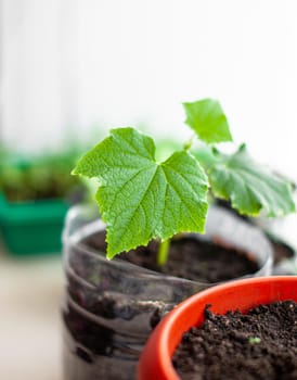 Seedlings of cucumbers and plants in flower pots near the window, a green leaf close-up. Growing food at home for an ecological and healthy lifestyle. Growing seedlings at home in the cold season