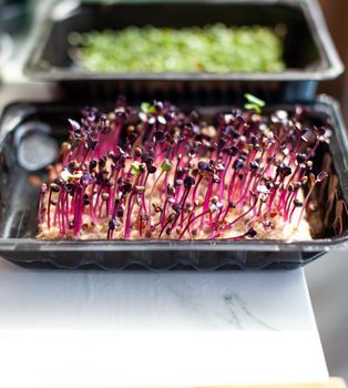 Purple micro-green radish sprouts in a tray or container. Growing radish or basil sprouts in close-up at home. The concept of vegan and healthy food. Sprouted seeds, micro-greens