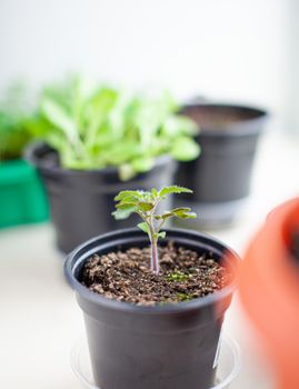 Close-up of seedlings of green small thin leaves of a tomato plant in a container growing indoors in the soil in spring. Seedlings on the windowsill