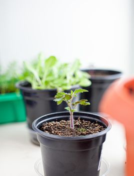 Close-up of seedlings of green small thin leaves of a tomato plant in a container growing indoors in the soil in spring. Seedlings on the windowsill