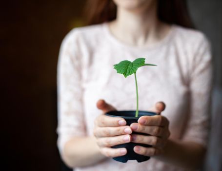 The girl is holding a black pot with a green plant on a dark background. Seedlings of cucumbers in a pot, ready for planting in the ground. Environmental protection. Respect for nature