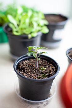 Close-up of seedlings of green small thin leaves of a tomato plant in a container growing indoors in the soil in spring. Seedlings on the windowsill