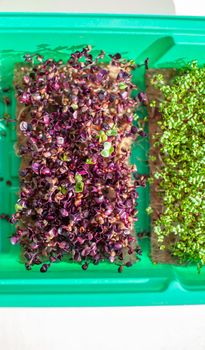 Close-up of micro-greenery of basil, arugula and other plants. Growing basil sprouts close-up. Germination of seeds at home. The concept of vegan and healthy food. Sprouted seeds, micro-greens.