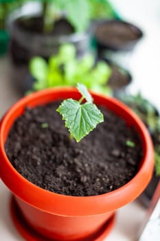 Seedlings of cucumbers in pots near the window, a green leaf close-up. Growing food at home for an ecological and healthy lifestyle. Growing seedlings at home in the cold season