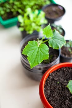 Seedlings of cucumbers and plants in flower pots near the window, a green leaf close-up. Growing food at home for an ecological and healthy lifestyle. Growing seedlings at home in the cold season