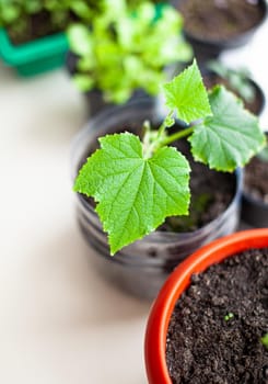 Seedlings of cucumbers and plants in flower pots near the window, a green leaf close-up. Growing food at home for an ecological and healthy lifestyle. Growing seedlings at home in the cold season