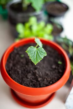 Seedlings of cucumbers in pots near the window, a green leaf close-up. Growing food at home for an ecological and healthy lifestyle. Growing seedlings at home in the cold season