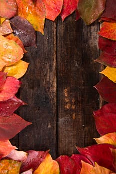 Carpet of leaves of various colors typical of the tree of persimmon