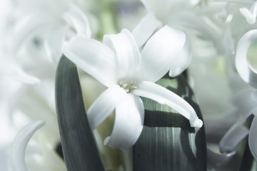 White hyacinth in full spring bloom. No people