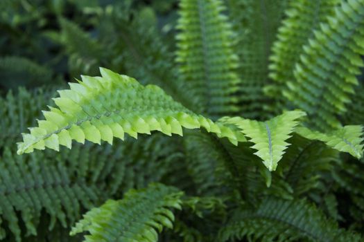 Dark green fern leaves in tropical environment. No people