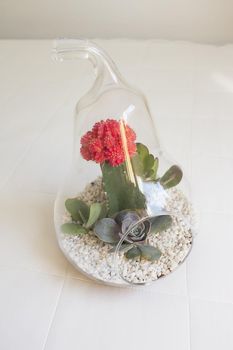 Succulent plant terrarium inside a glass pear. No people